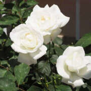 ヒメ日記 2025/07/18 13:07 投稿 永井 あなたに逢いたくて