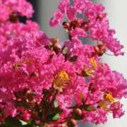 ヒメ日記 2025/07/19 13:07 投稿 永井 あなたに逢いたくて