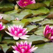 ヒメ日記 2025/07/25 13:27 投稿 永井 あなたに逢いたくて