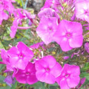 ヒメ日記 2025/07/28 22:47 投稿 永井 あなたに逢いたくて