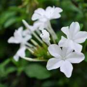 ヒメ日記 2025/07/31 08:37 投稿 永井 あなたに逢いたくて