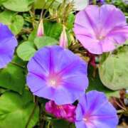 ヒメ日記 2025/08/02 09:17 投稿 永井 あなたに逢いたくて