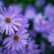 ヒメ日記 2025/08/27 00:37 投稿 永井 あなたに逢いたくて