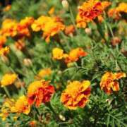 ヒメ日記 2025/09/03 13:37 投稿 永井 あなたに逢いたくて