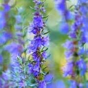 ヒメ日記 2025/09/11 10:57 投稿 永井 あなたに逢いたくて