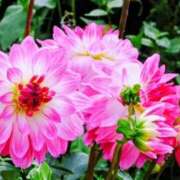 ヒメ日記 2025/09/12 12:17 投稿 永井 あなたに逢いたくて