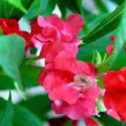 ヒメ日記 2025/09/18 23:57 投稿 永井 あなたに逢いたくて