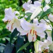 ヒメ日記 2025/11/07 14:07 投稿 永井 あなたに逢いたくて