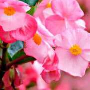 ヒメ日記 2025/11/13 10:57 投稿 永井 あなたに逢いたくて