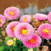 ヒメ日記 2026/01/09 22:37 投稿 永井 あなたに逢いたくて