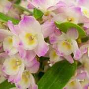 ヒメ日記 2026/01/17 11:00 投稿 永井 あなたに逢いたくて