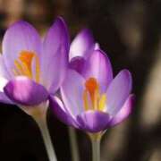 ヒメ日記 2026/02/01 08:47 投稿 永井 あなたに逢いたくて