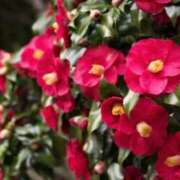 ヒメ日記 2026/02/04 11:17 投稿 永井 あなたに逢いたくて