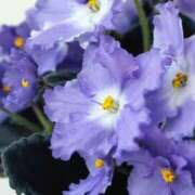 ヒメ日記 2026/02/16 19:17 投稿 永井 あなたに逢いたくて