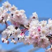 ヒメ日記 2026/03/20 07:07 投稿 永井 あなたに逢いたくて