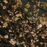 ヒメ日記 2026/03/24 23:57 投稿 永井 あなたに逢いたくて