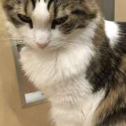 ヒメ日記 2025/01/18 13:07 投稿 ことね 横浜人妻セレブリティ（ユメオト）