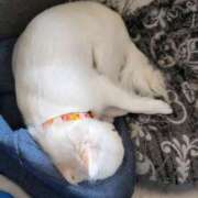 ヒメ日記 2025/06/03 08:02 投稿 茜音-Akane- 姉新地