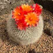 ヒメ日記 2025/04/10 14:28 投稿 ななみ ミルキーパイ