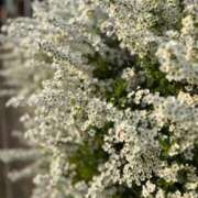 ヒメ日記 2025/03/27 10:52 投稿 れいな 完熟ばなな 上野店