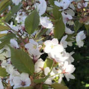 ヒメ日記 2026/04/04 18:30 投稿 若菜つぼみ YESグループ水戸　華女