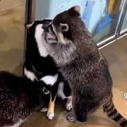 ヒメ日記 2025/02/23 18:29 投稿 なな 西川口ちゃんこ