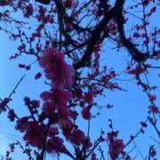 ヒメ日記 2025/03/01 08:59 投稿 なな 西川口ちゃんこ