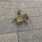 ヒメ日記 2025/03/08 17:59 投稿 なな 西川口ちゃんこ