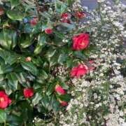 ヒメ日記 2025/03/21 16:59 投稿 なな 西川口ちゃんこ