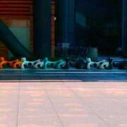 ヒメ日記 2025/03/22 15:37 投稿 なな 西川口ちゃんこ