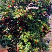 ヒメ日記 2025/04/06 00:09 投稿 なな 西川口ちゃんこ