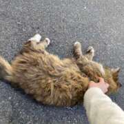 ヒメ日記 2025/04/11 13:09 投稿 なな 西川口ちゃんこ