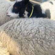 ヒメ日記 2025/04/17 16:49 投稿 なな 西川口ちゃんこ