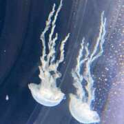 ヒメ日記 2025/08/05 23:59 投稿 なな 西川口ちゃんこ