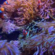 ヒメ日記 2025/08/13 12:54 投稿 なな 西川口ちゃんこ