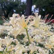 ヒメ日記 2025/10/04 15:29 投稿 なな 西川口ちゃんこ