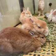 ヒメ日記 2025/10/22 12:59 投稿 なな 西川口ちゃんこ