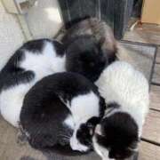 ヒメ日記 2025/12/03 12:49 投稿 なな 西川口ちゃんこ