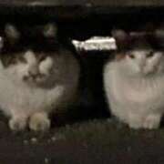 なな 先日のお礼と本日💌 西川口ちゃんこ