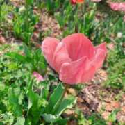 ヒメ日記 2026/04/13 13:39 投稿 なな 西川口ちゃんこ