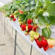 ヒメ日記 2025/04/09 17:49 投稿 涼村くるみ 全裸美女からのカゲキな誘惑