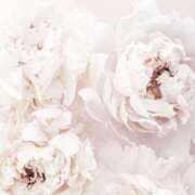 ヒメ日記 2025/01/04 14:06 投稿 和葉(かずは) グランドオペラ横浜