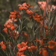 ヒメ日記 2025/01/16 03:01 投稿 和葉(かずは) グランドオペラ横浜