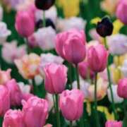 ヒメ日記 2025/02/05 02:38 投稿 和葉(かずは) グランドオペラ横浜