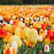 ヒメ日記 2025/02/14 11:51 投稿 和葉(かずは) グランドオペラ横浜