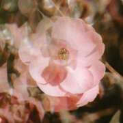 ヒメ日記 2025/03/16 13:02 投稿 和葉(かずは) グランドオペラ横浜