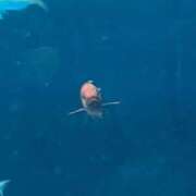 ヒメ日記 2025/04/04 12:31 投稿 マリン バニーコレクション千葉栄町店