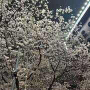 ヒメ日記 2025/03/29 01:50 投稿 みみ Charme（シャルム）