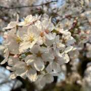 ヒメ日記 2025/04/08 22:12 投稿 みみ Charme（シャルム）