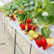 ヒメ日記 2025/04/09 18:07 投稿 みみ Charme（シャルム）